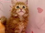 Autumn - Maine Coon Kitten For Sale - 
