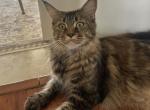 Puppa - Maine Coon Cat For Sale - 