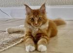 Sunny - Maine Coon Kitten For Sale - 