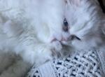 Muffin - Persian Kitten For Sale - Wooster&comma; OH&comma; US