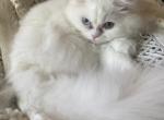 Muffin - Persian Kitten For Sale - Wooster&comma; OH&comma; US
