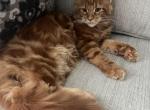 Creamsicle Litter - Maine Coon Kitten For Sale - Palmer&comma; MA&comma; US