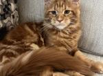 Creamsicle Litter - Maine Coon Kitten For Sale - Palmer&comma; MA&comma; US