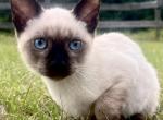 Oliver - Siamese Kitten For Sale - Columbus&comma; GA&comma; US