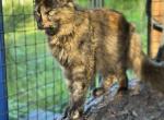 Spooky - Maine Coon Cat For Sale - 