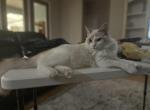 Rio - Ragdoll Cat For Sale - 