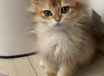 Black golden chinchilla NY12 longhair female - British Shorthair Kitten For Sale - Matthews&comma; NC&comma; US