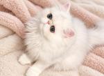 Beautiful shaded silver persians - Persian Kitten For Sale - Golden&comma; CO&comma; US