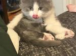 Baby Kitty - Domestic Kitten For Sale - Wilmington&comma; MA&comma; US
