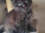 Domestic long hair female - American Longhair Kitten For Sale - Germantown&comma; MD&comma; US