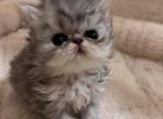 Blue smoke female - Persian Kitten For Sale - Stilwell&comma; OK&comma; US