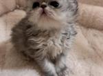 Blue smoke female - Persian Kitten For Sale - 
