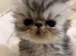 Tortoiseshell - Persian Kitten For Sale - Stilwell&comma; OK&comma; US