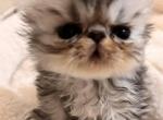 Tortoiseshell - Persian Kitten For Sale - Stilwell&comma; OK&comma; US