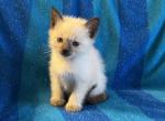 Frodo - Siamese Kitten For Sale - 