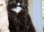 Black Solid beautiful boy with blue eyes - Maine Coon Kitten For Sale - Grant Valkaria&comma; FL&comma; US