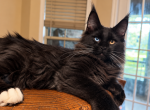 Polydactyl Black Maine Coon with blue eyes - Maine Coon Kitten For Sale - Grant Valkaria&comma; FL&comma; US