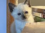 Zoey - Siamese Kitten For Sale - 