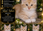 Zeldas littles - Maine Coon Kitten For Sale - Ellenton&comma; FL&comma; US
