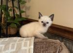 Chloe - Ragdoll Kitten For Sale - 
