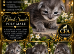 Journeys littles - Maine Coon Kitten For Sale - Ellenton&comma; FL&comma; US