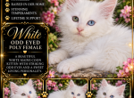 Novas littles - Maine Coon Kitten For Sale - Ellenton&comma; FL&comma; US