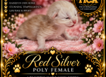 Spirits littles - Maine Coon Kitten For Sale - Ellenton&comma; FL&comma; US