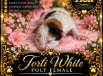 Vs littles - Maine Coon Kitten For Sale - Ellenton&comma; FL&comma; US