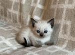 Alona - Domestic Kitten For Sale - 