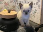 Bo - Ragdoll Kitten For Sale - Tower City&comma; PA&comma; US
