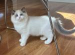 Gorgeous Ragdoll Girl - Ragdoll Kitten For Sale - American Canyon&comma; CA&comma; US