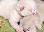 Registered Himalayan Kittens - Himalayan Kitten For Sale - Brandon&comma; FL&comma; US