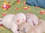 Himalayan Persian kittens - Persian Kitten For Sale - Brandon&comma; FL&comma; US