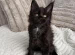 Jacky - Maine Coon Kitten For Sale - Wrightstown&comma; NJ&comma; US