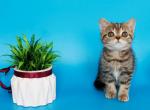 Feride - British Shorthair Kitten For Sale - NY&comma; US