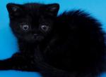 Farina - British Shorthair Kitten For Sale - NY&comma; US