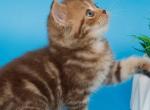 Fara&oacute;n - British Shorthair Kitten For Sale - NY&comma; US