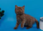 Colin - Scottish Straight Kitten For Sale - NY&comma; US