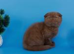 Cameron Fold - Scottish Fold Kitten For Sale - NY&comma; US
