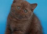 Elmira - Scottish Straight Kitten For Sale - NY&comma; US