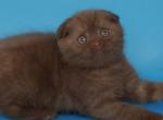 Electra - Scottish Fold Kitten For Sale - NY&comma; US