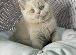 Bianca - British Shorthair Kitten For Sale - NY&comma; US