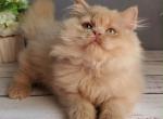 Felix - British Shorthair Kitten For Sale - NY&comma; US
