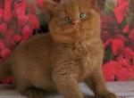 Izum - British Shorthair Kitten For Sale - NY&comma; US
