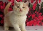 Ivar - British Shorthair Kitten For Sale - NY&comma; US