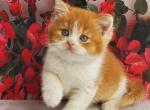 Imperial - British Shorthair Kitten For Sale - NY&comma; US
