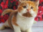 Iriska - British Shorthair Kitten For Sale - NY&comma; US