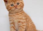Hades - British Shorthair Kitten For Sale - NY&comma; US