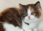Hikari - British Shorthair Kitten For Sale - NY&comma; US