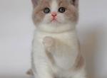 Hana - British Shorthair Kitten For Sale - NY&comma; US